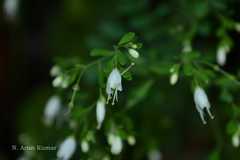 Boenninghausenia albiflora